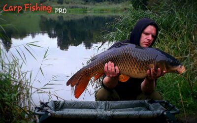 Carp, 13.0 kg