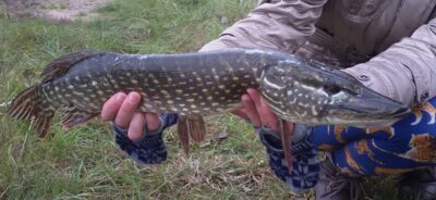 Northern Pike, 1.5 kg