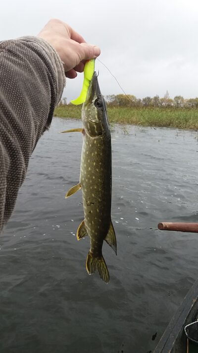 Northern Pike
