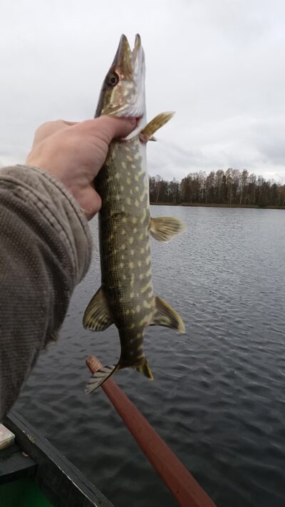 Northern Pike ×2