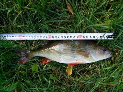 Eurasian perch, 0.5 kg — Neris River