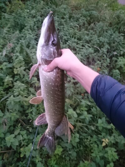 Northern Pike