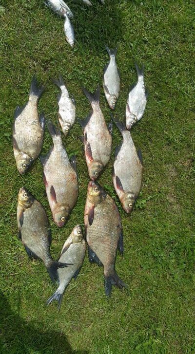Carp bream ×10 — Eišiškių HE