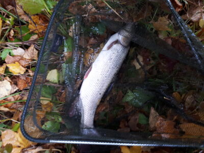 Barbel, 2.7 kg