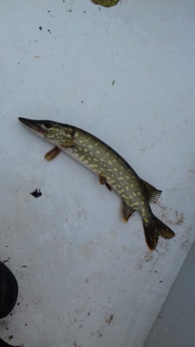 Northern Pike — Jauriukas
