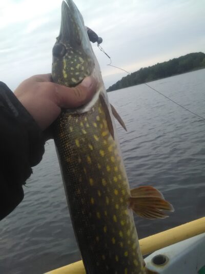 Northern Pike