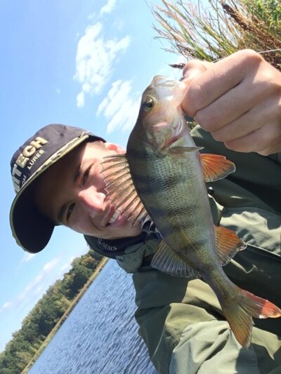 Eurasian perch