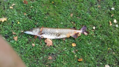 Northern Pike, 4.5 kg — Jauriukas