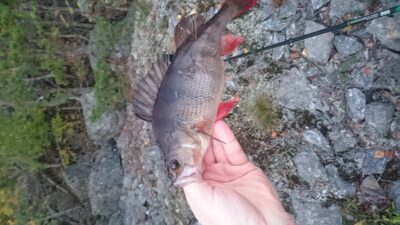 green head, 0.4 kg