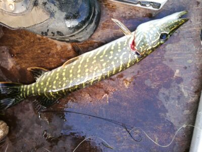 Northern Pike ×2