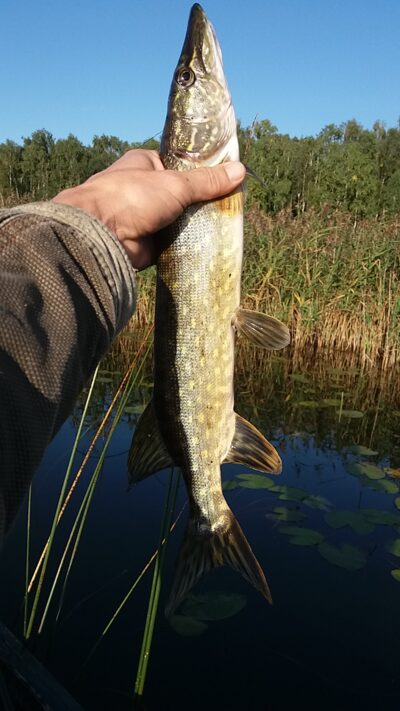 Northern Pike ×3