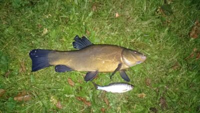 Tench, 1.2 kg