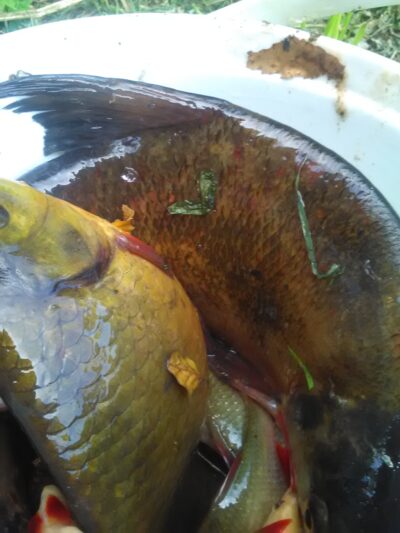Carp bream