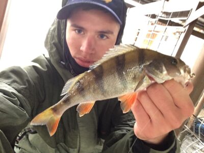 Eurasian perch, 0.3 kg