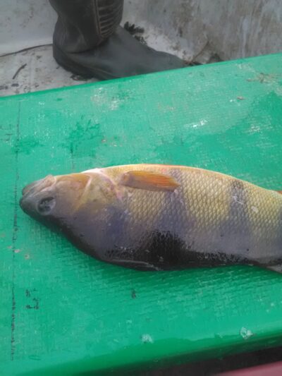 Eurasian perch
