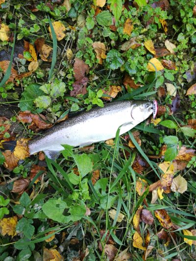 Ocean Trout