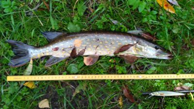 Northern Pike — Шешупе