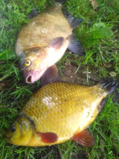Carp bream
