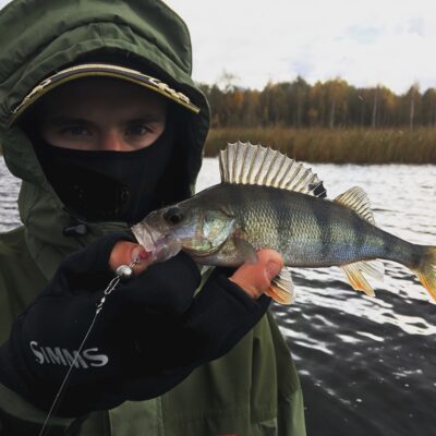 Eurasian perch