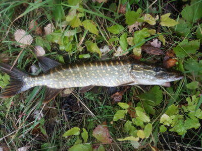 Northern Pike, 1.1 kg — Шешупе