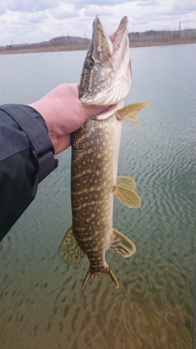 Northern Pike