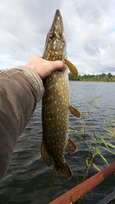 Northern Pike