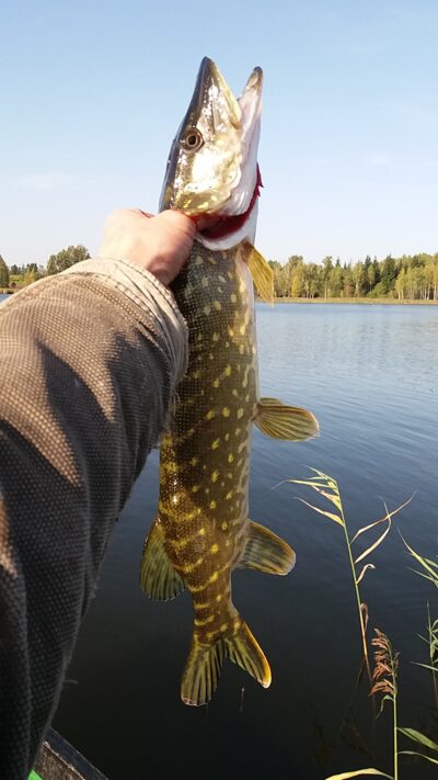 Northern Pike ×3