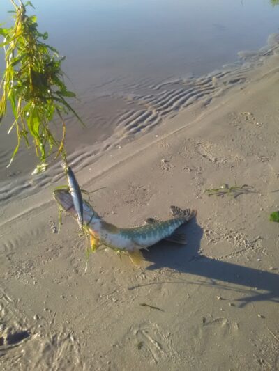 Northern Pike