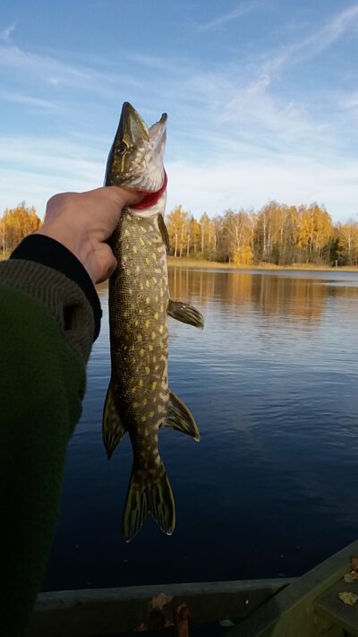 Northern Pike