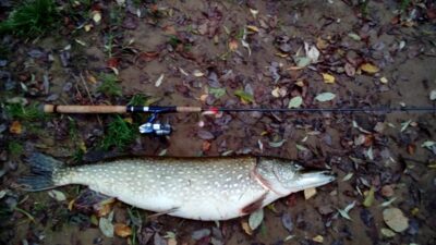 Northern Pike, 8.4 kg — Šventoji
