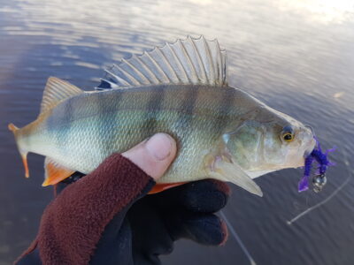 Eurasian perch