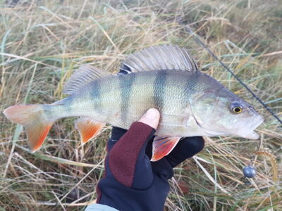 Eurasian perch