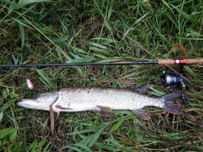 Northern Pike, 2.3 kg — Šventoji