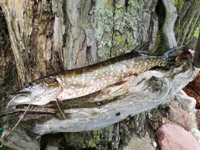 Northern Pike, 1.4 kg