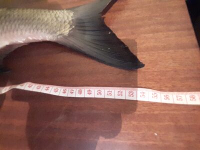chub, 1.4 kg — Neris River