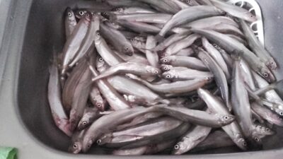 European smelt, 3.9 kg