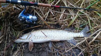 Northern Pike, 1.0 kg — Šventoji