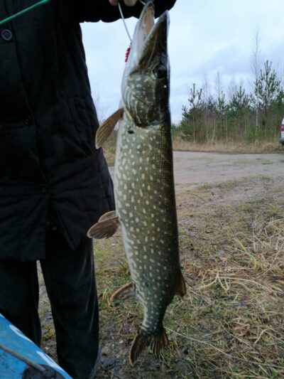 Northern Pike, 2.5 kg