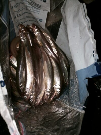 European smelt, 5.6 kg