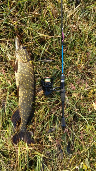 Northern Pike, 1.4 kg
