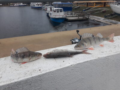 Eurasian perch