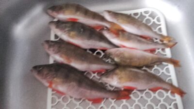 Eurasian perch ×8