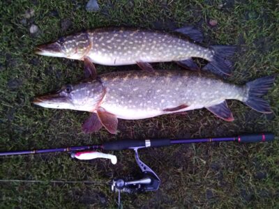 Northern Pike ×2