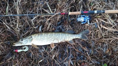 Northern Pike, 1.1 kg — Šventoji