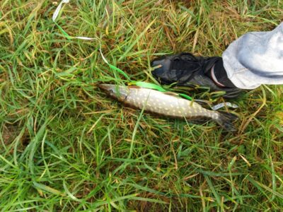 Northern Pike