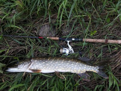 Northern Pike, 2.5 kg — Šventoji
