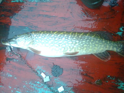 Northern Pike, 3.1 kg — Vajuonis
