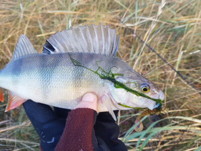 Eurasian perch