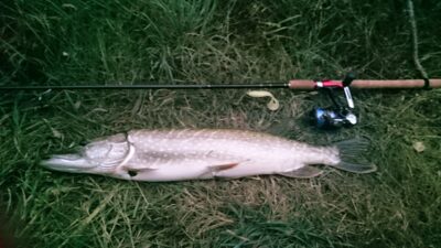 Northern Pike, 2.7 kg — Šventoji