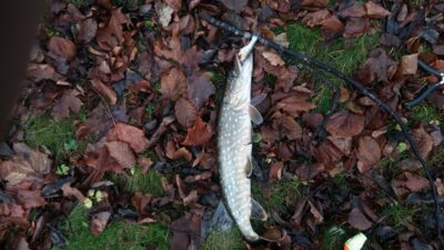 Northern Pike